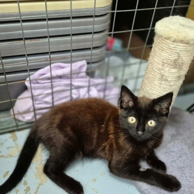 Photo of Malteser **2nd Chance Cat Rescue**