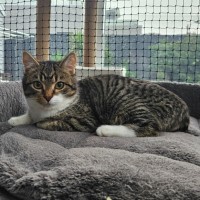 Photo of Stitch