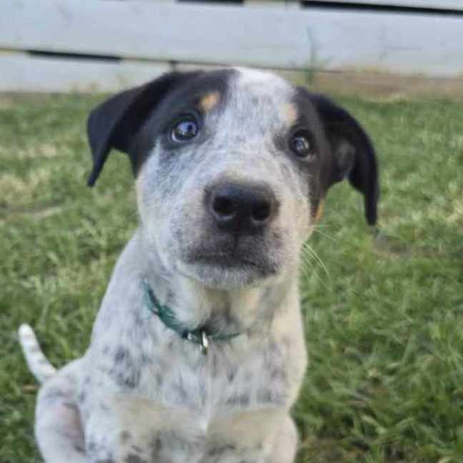 Photo of Tarrant Hightopp