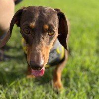 Photo of Ziggy & Gracie