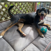 Photo of Aussie