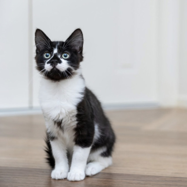 Photo of Smudge