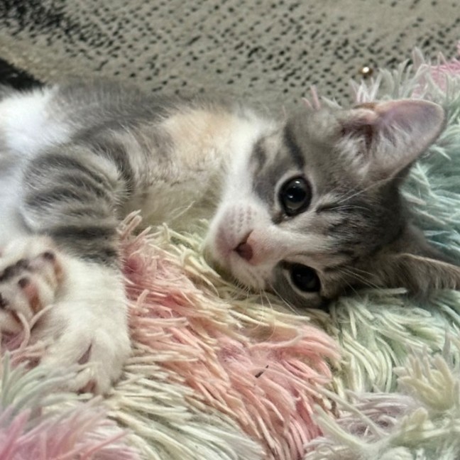 Photo of Bella 🌼🌻