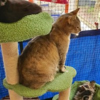 Photo of Jewell ** 2nd Chance Cat Rescue  **