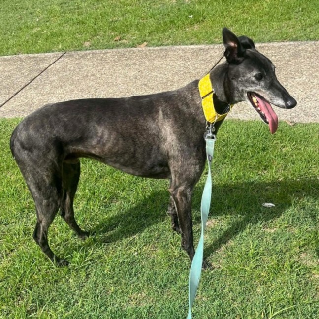 Photo of Danny, The Greyhound 