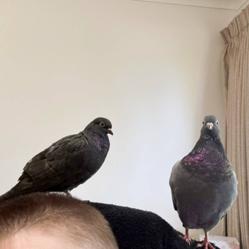 Seeb and Spray -  Bird