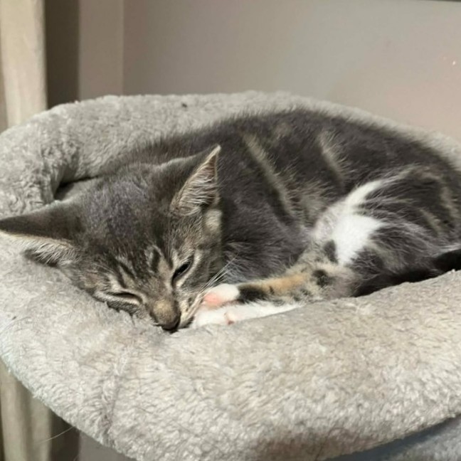 Photo of Patience ** 2nd Chance Cat Rescue **