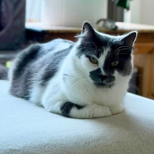 Blizzard 🤍 - Domestic Short Hair (DSH) Cat