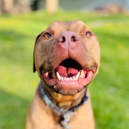 Bandit - American Staffordshire Bull Terrier Dog