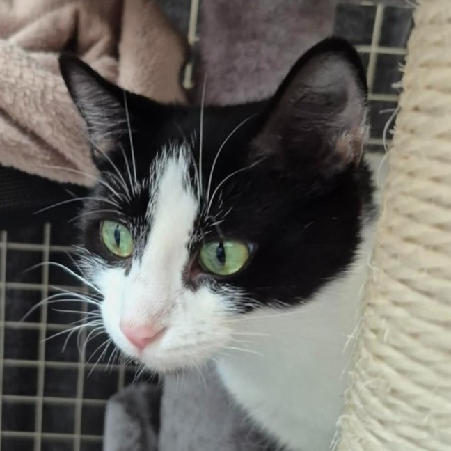 Photo of Elin ** 2nd Chance Cat Rescue *