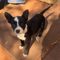 Photo of Dolly