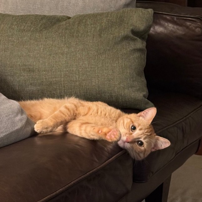 Photo of Harry **2nd Chance Cat Rescue**