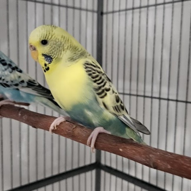 Photo of Ocean & Bebe