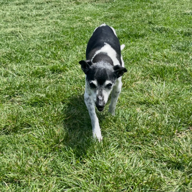 Photo of Chester & Mia 