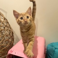 Photo of Pumpkin🎃