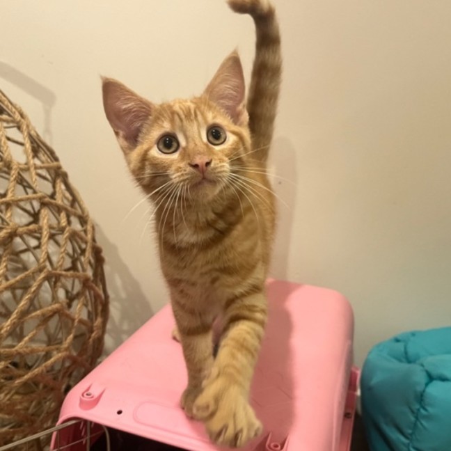 Photo of Pumpkin🎃