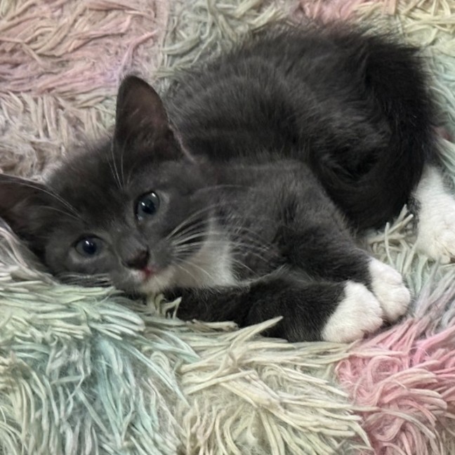 Photo of Grayson 🧵😽