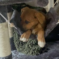 Photo of Maple
