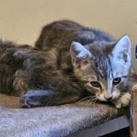 Photo of Tiger Lily **2nd Chance Cat Rescue**