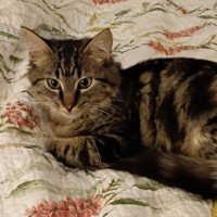 Photo of Nugget