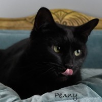 Photo of Penny