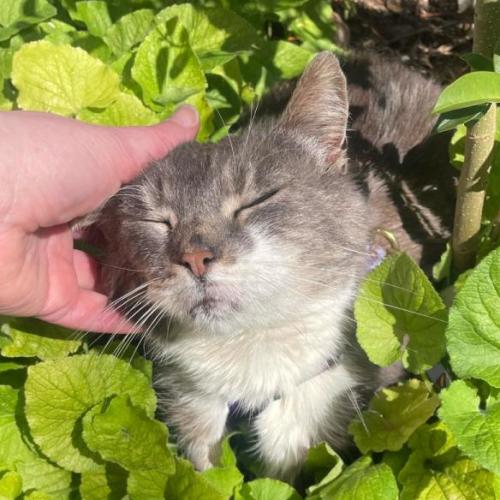 Penny - Domestic Short Hair Cat