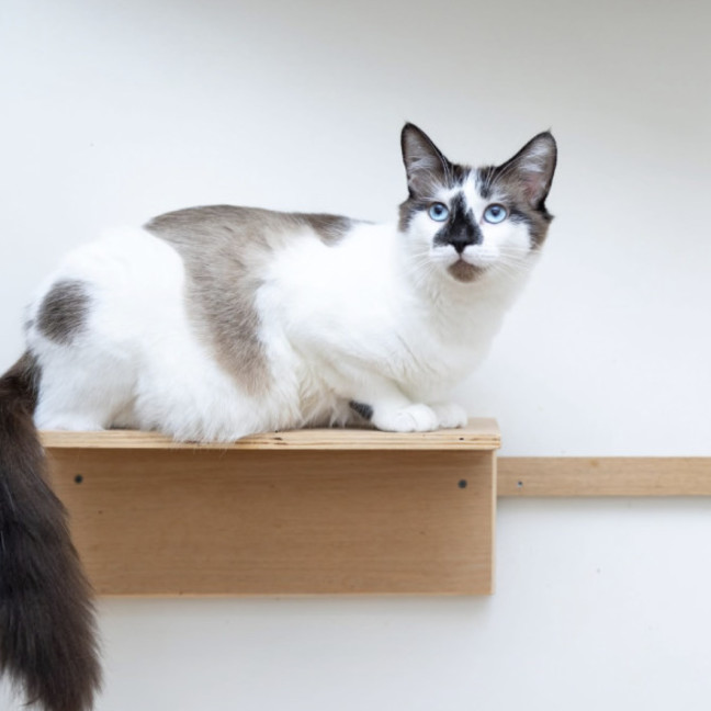 Photo of Mochi