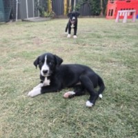 Photo of Ember