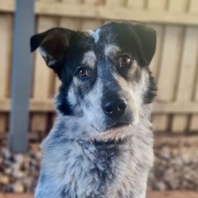 Photo of Jackaroo