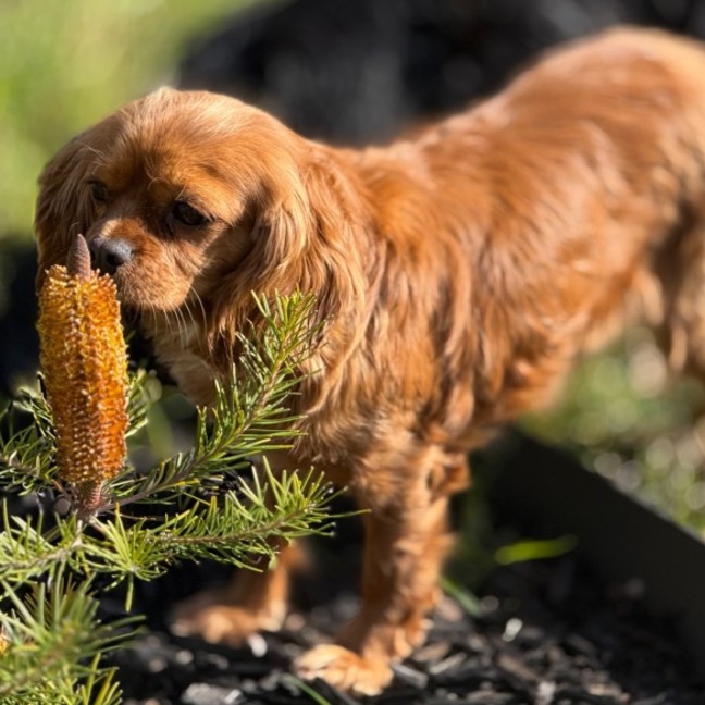 Photo of Scarlett & Scout