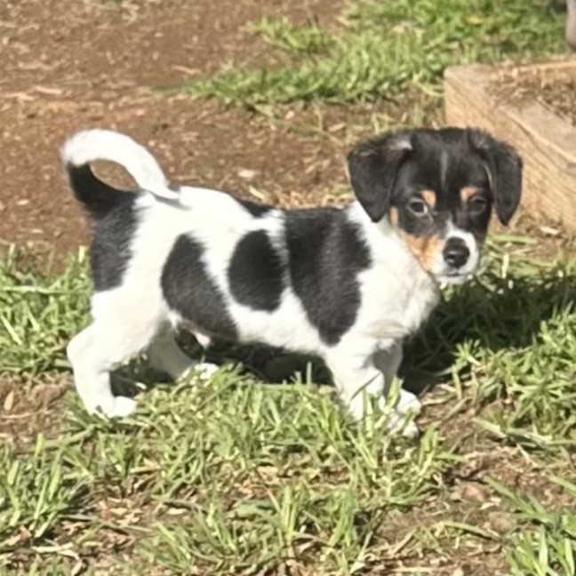 Photo of Frank