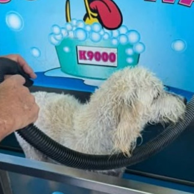 Photo of Falcor