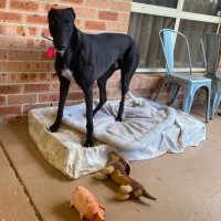 Photo of Mason, The Greyhound 
