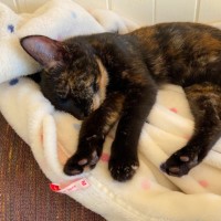 Photo of Tilly ^^Dandy Cat Rescue^^