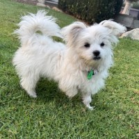 Photo of Leo