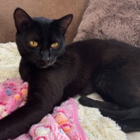 Photo of Olive