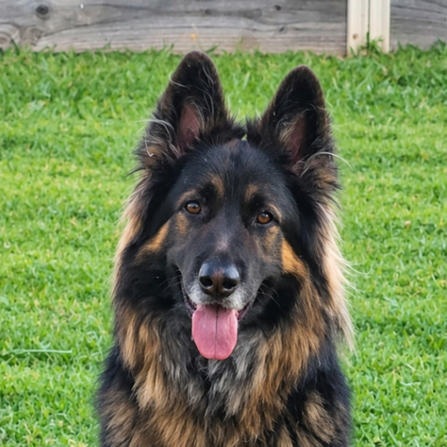 Photo of Kai