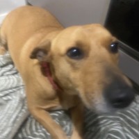 Photo of Lassie 