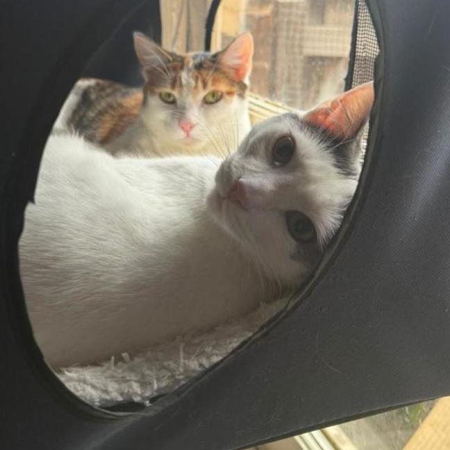 Photo of Finlay & Isla