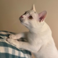 Photo of Charm