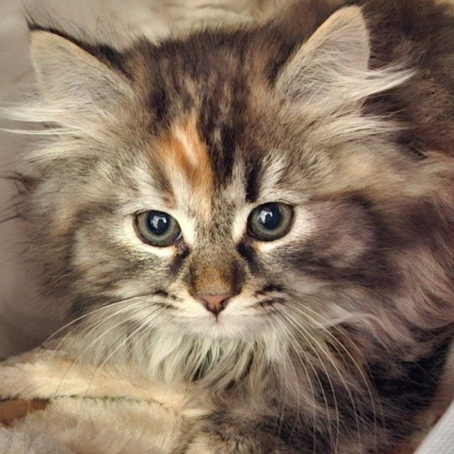 Photo of Roxy