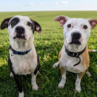 Photo of Chief & Patch