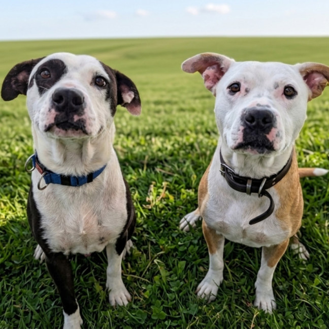 Photo of Chief & Patch