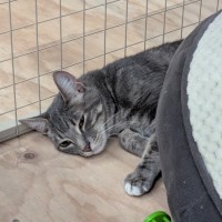 Photo of Cinna**2nd Chance Cat Rescue**