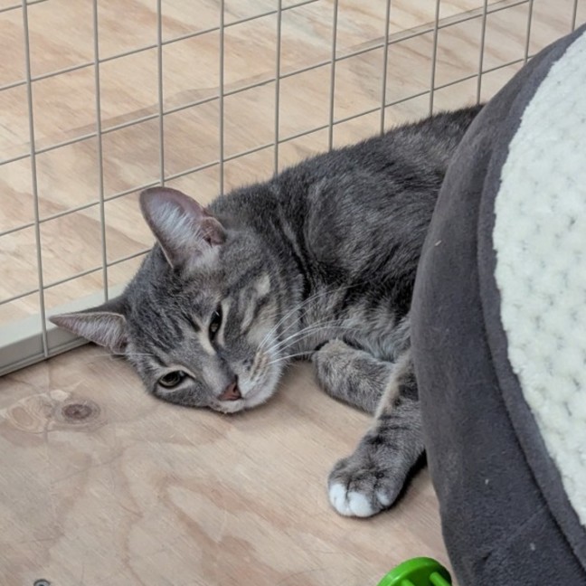 Photo of Cinna**2nd Chance Cat Rescue**