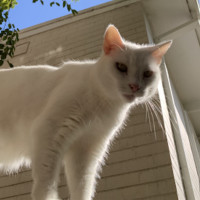 Photo of Snowflake