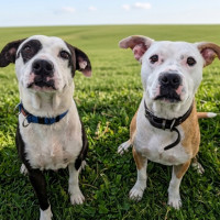 Photo of Patch & Chief