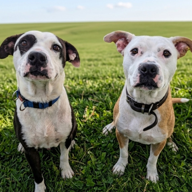 Photo of Patch & Chief