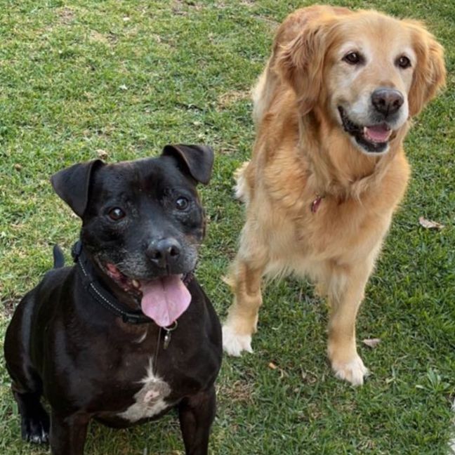 Photo of Daisy And Tonka