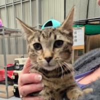 Photo of Pedro ** 2nd Chance Cat Rescue**